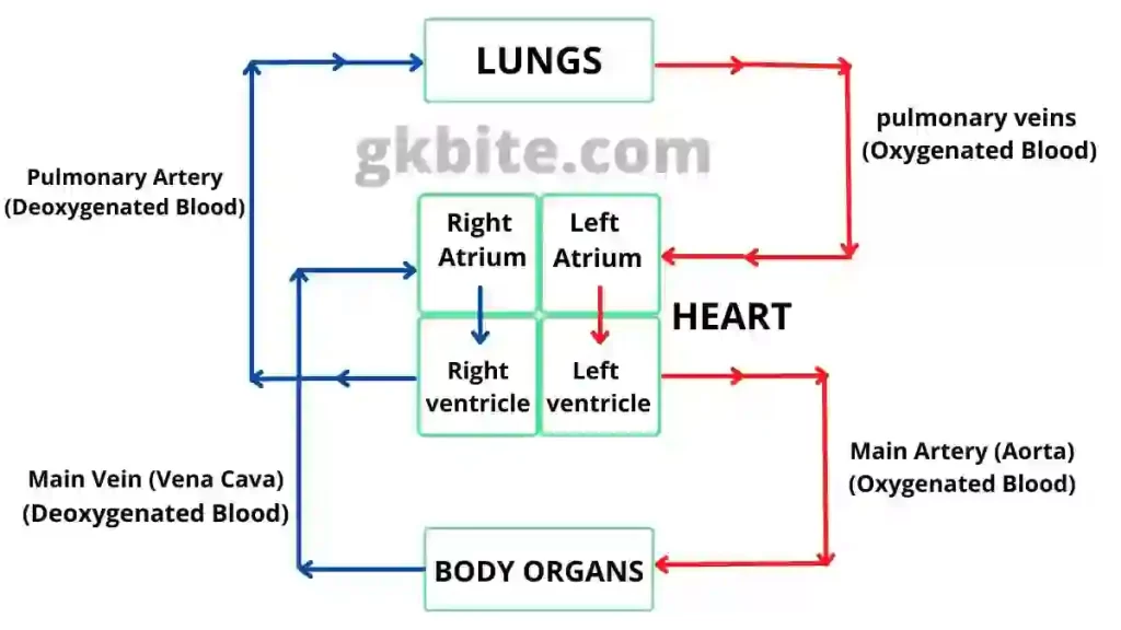 circulatory system